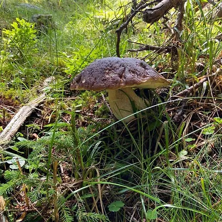 Jagdhuette Alpehytte