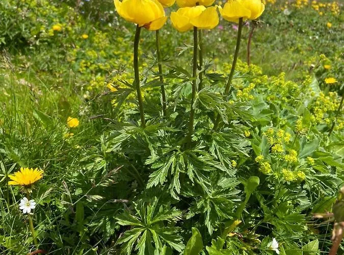 Jagdhuette * Lachtal